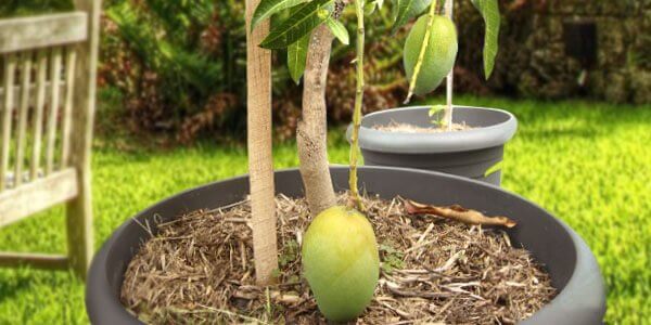 Выращиваем манго из косточки в домашних