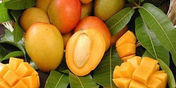 Как выращивать манго в домашних условиях?