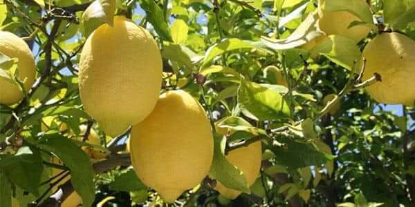 как растет лимон