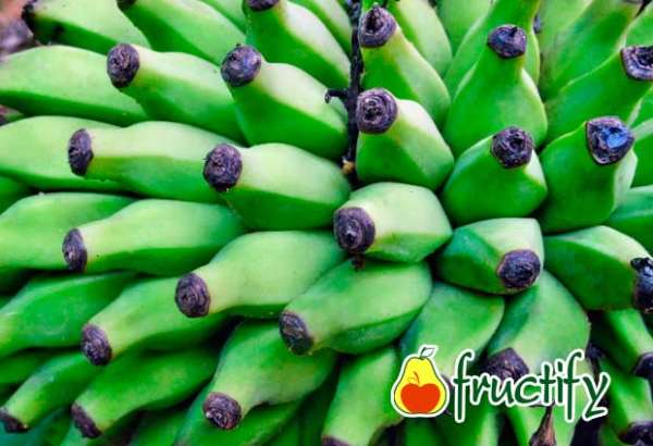 Bananalon (9)