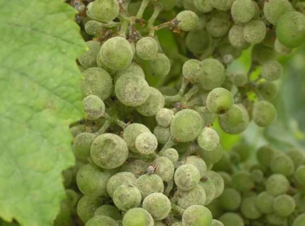На ягодах винограда белый налет: чем обработать больные растения
