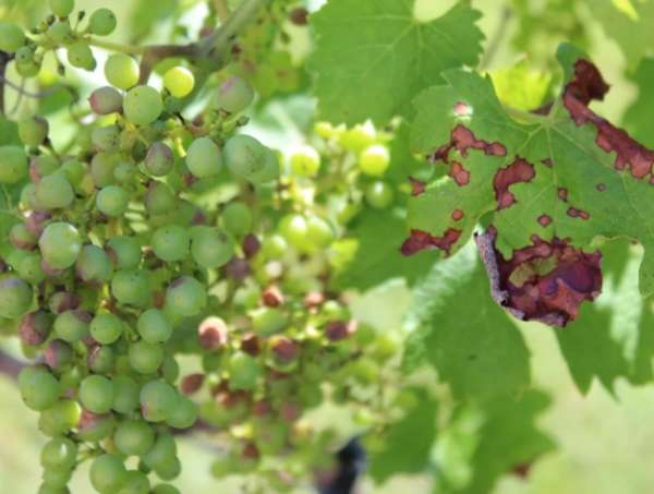 seryj nalet na vinograde (11)