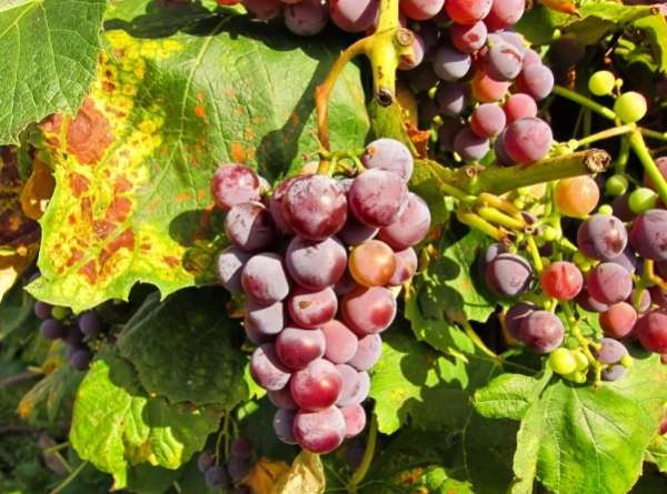 seryj nalet na vinograde (14)