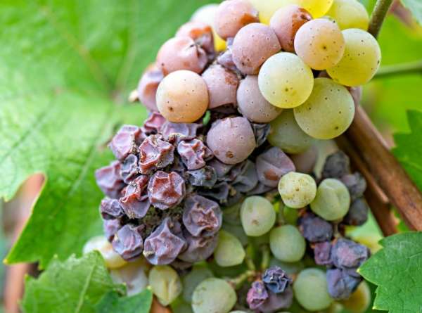 seryj nalet na vinograde (3)