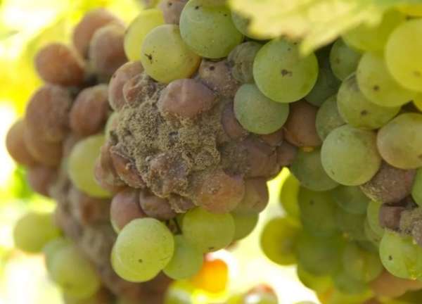 seryj nalet na vinograde (6)