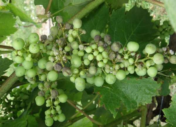 seryj nalet na vinograde 8