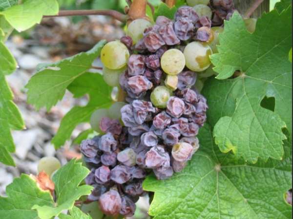seryj nalet na vinograde (9)