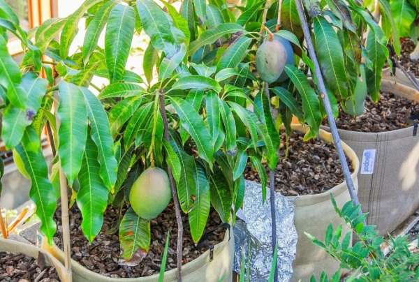 плодоносит авокадо
