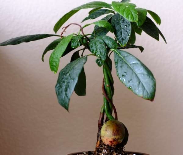 деревце авокадо