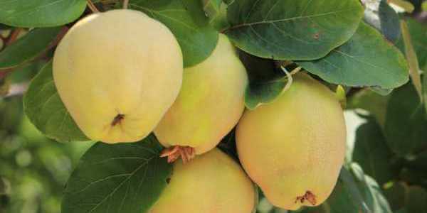 Айва (квитовое яблоко) полезные свойства. Польза и вред айвы для организма женщин и мужчин