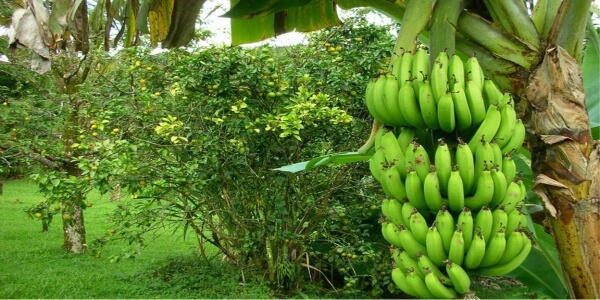 как растет банан