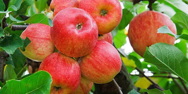 яблоки польза и вред для здоровья