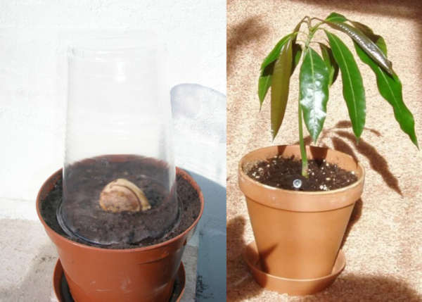 Как выращивать манго в домашних условиях из косточки?