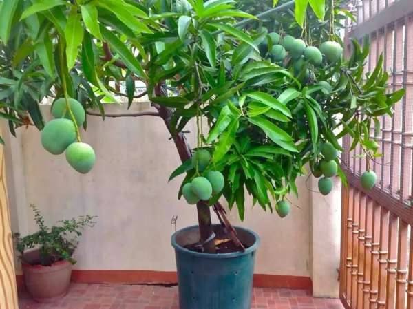 Выращиваем манго из косточки в домашних условиях