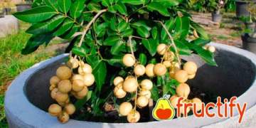 longandoma (5)