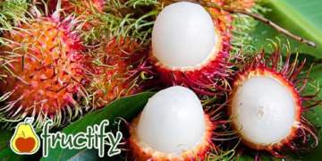 rambutan (7)