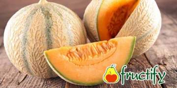 Cantaloup (11)