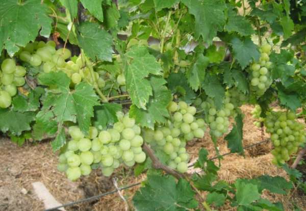 belyj nalet na vinograde (1)