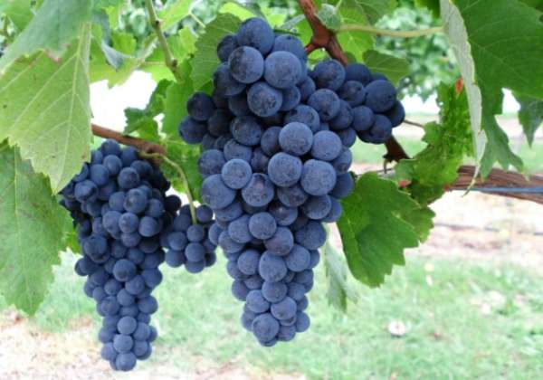 belyj nalet na vinograde (10)