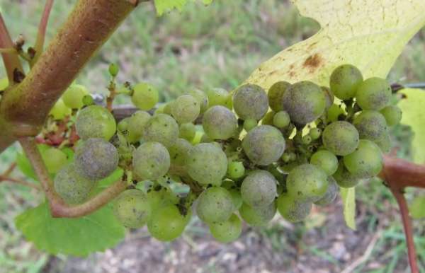 belyj nalet na vinograde (6)