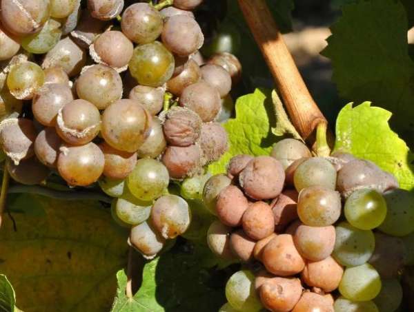 belyj nalet na vinograde (8)