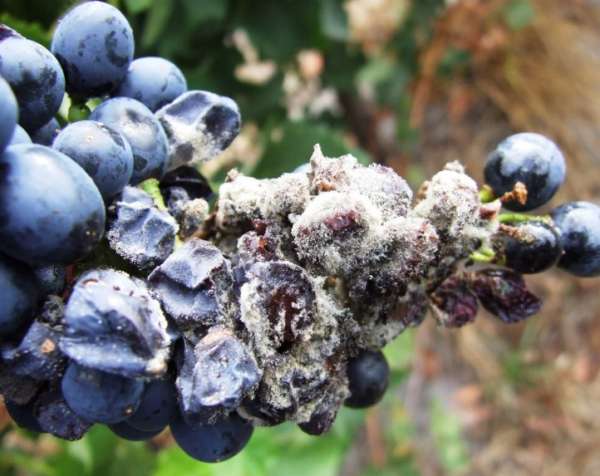 belyj nalet na vinograde (9)