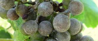 seryj nalet na vinograde (5)