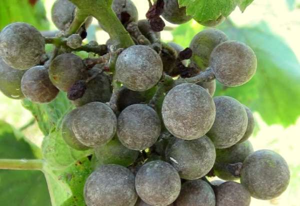 Серый налет на ягодах винограда: как бороться с грибковыми заболеваниями