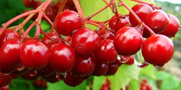 Польза и вред калины: как правильно употреблять в пищу и когда нужно собирать ягоду