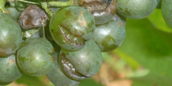 лопается виноград
