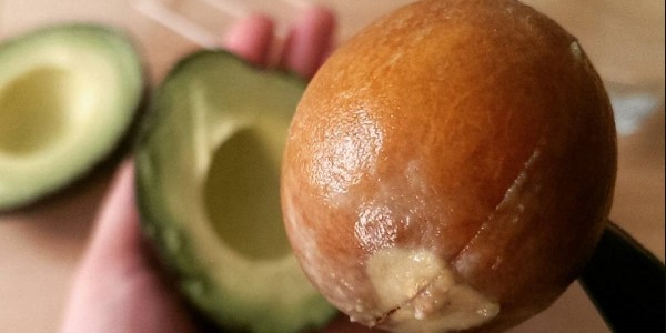 косточка авокадо
