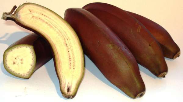 Красные бананы- состав, польза, фото