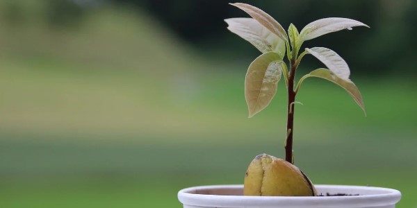 росток авокадо