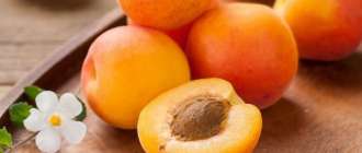 абрикос фрукт