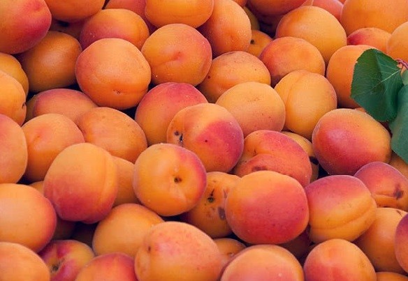 Как выглядит абрикос