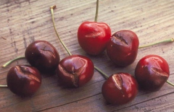 Почему ягоды черешни трескаются