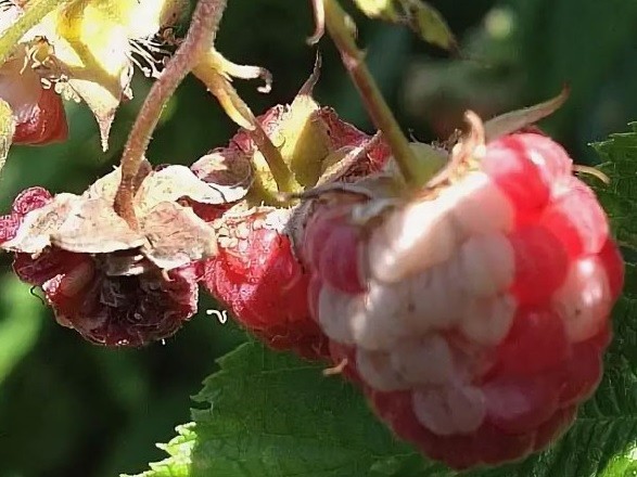 Почему ягоды малины белеют - причины, как избежать